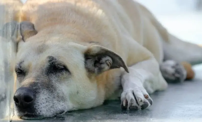Santos multa em até R$ 10 mil quem viaja e deixa pet sozinho em casa
