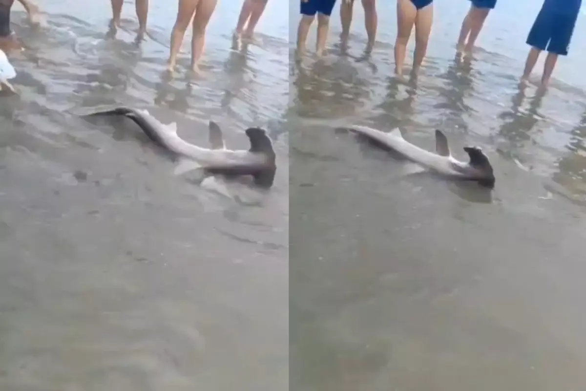 Tubarão encalha em praia do litoral de São Paulo e chama atenção de banhistas