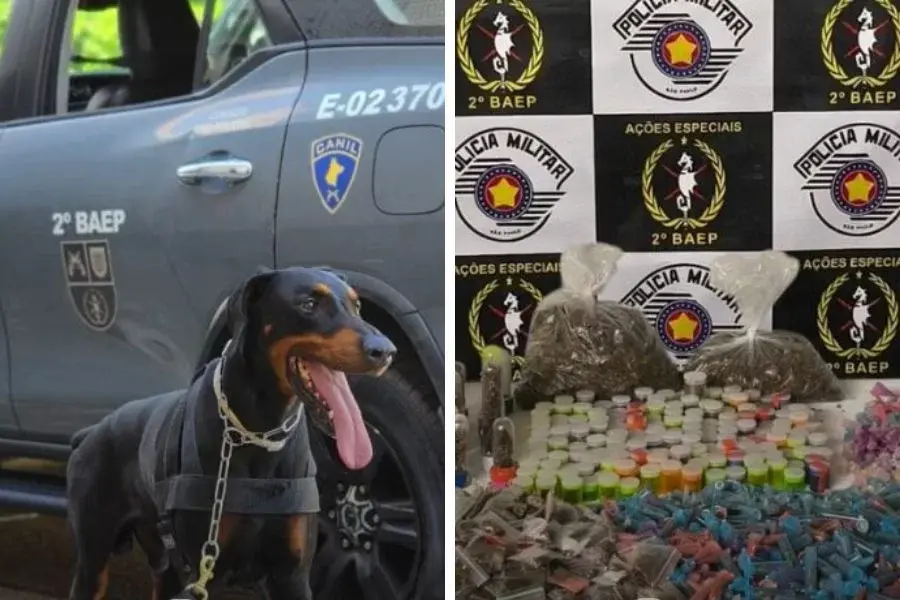 Cão farejador ajuda a encontrar mais de 5 kg de drogas dentro de barraco em Santos