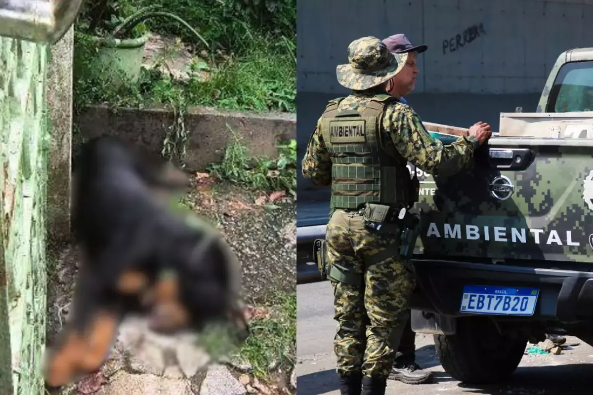 Homem acusado de estrangular e matar rottweiler é preso em São Vicente após denúncia no litoral de São Paulo