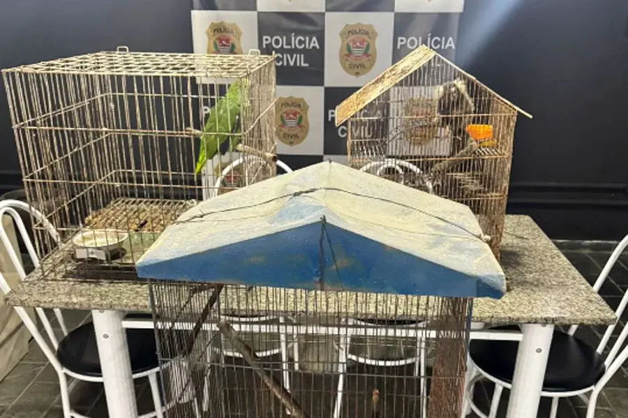 Papagaio e saguis mantidos em casa sem autorização legal são resgatados em Guarujá; VÍDEO