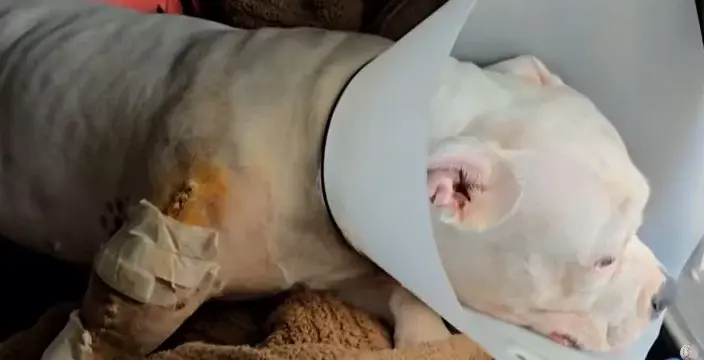 Tutores de cachorra baleada por GCM em Cubatão já gastaram R$ 8 mil em tratamento