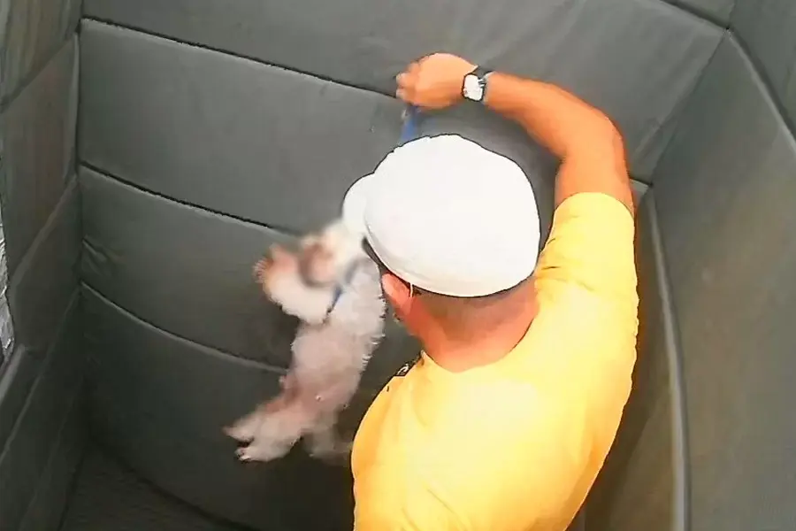 Cachorro é agredido por GCM aposentado dentro de elevador em Praia Grande; VÍDEO