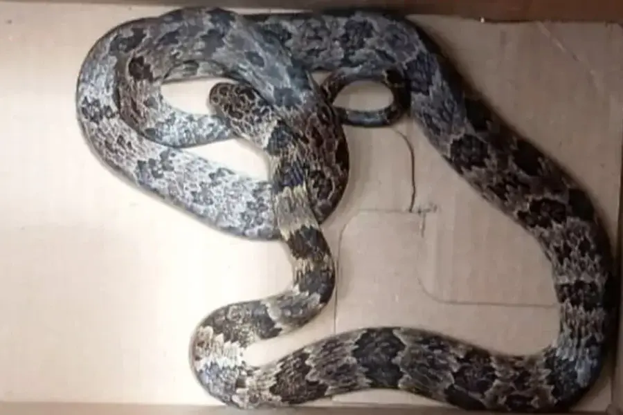 Cobra é encontrada no subsolo de prédio residencial no Macuco, em Santos