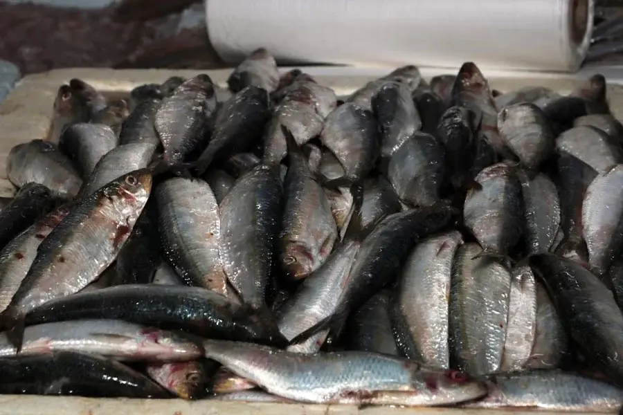 Festival oferece sardinha a partir de R$ 12,99 no Mercado de Peixes de Santos
