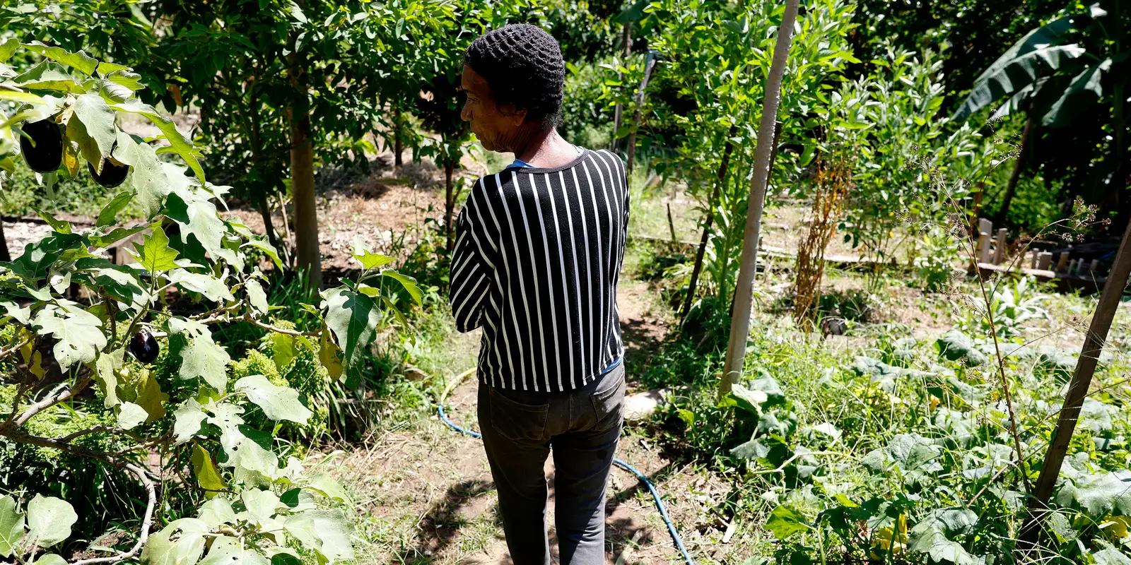 Horta comunitária no Rio de Janeiro: um espaço de memória, cuidado e cidadania