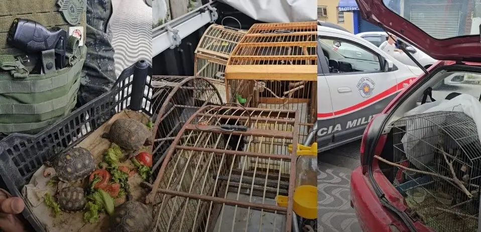 Quatro são presos comercializando animais silvestres na Feira do Rolo em São Vicente
