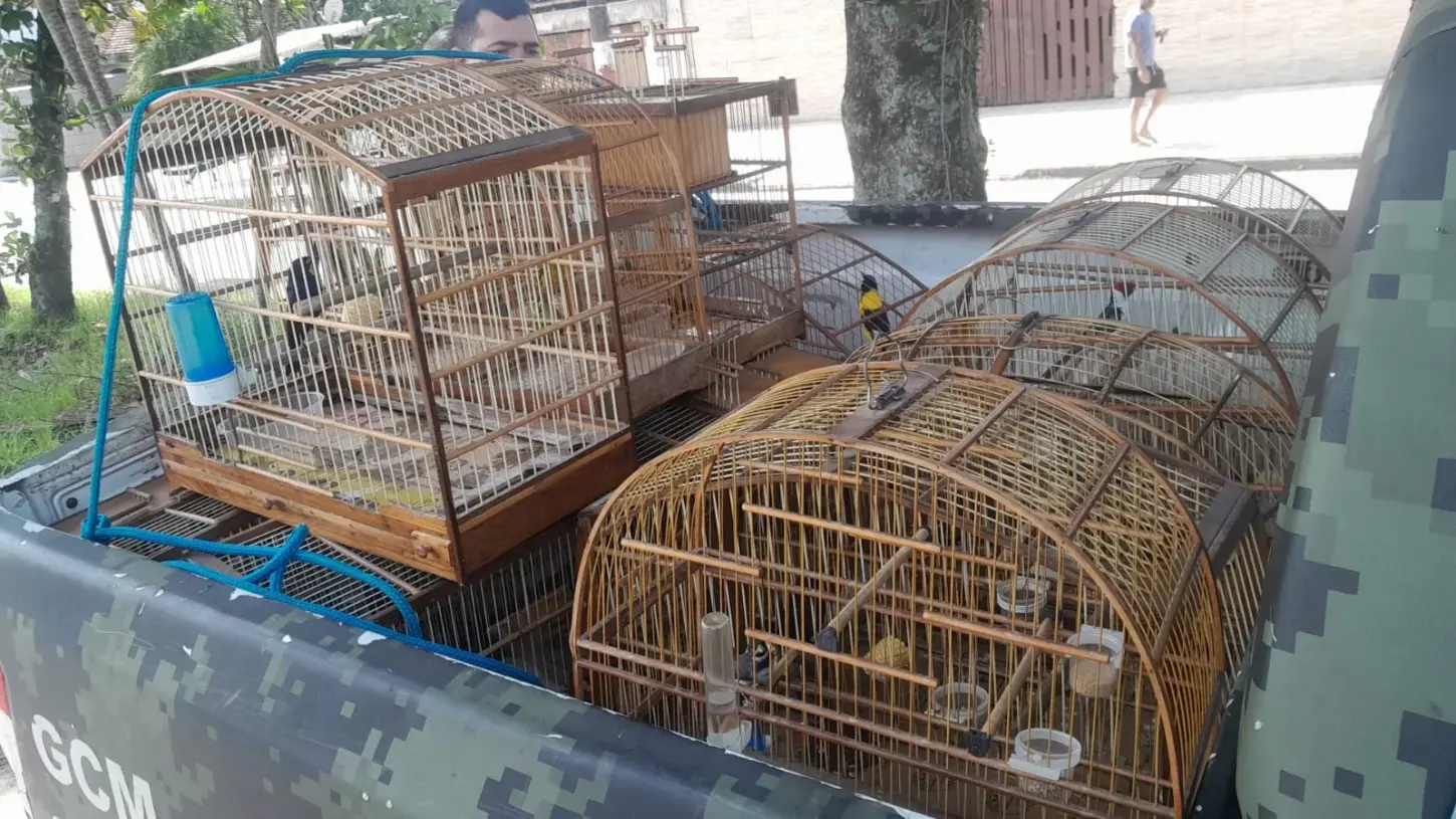 13 aves silvestres são resgatadas de cativeiro irregular em São Vicente