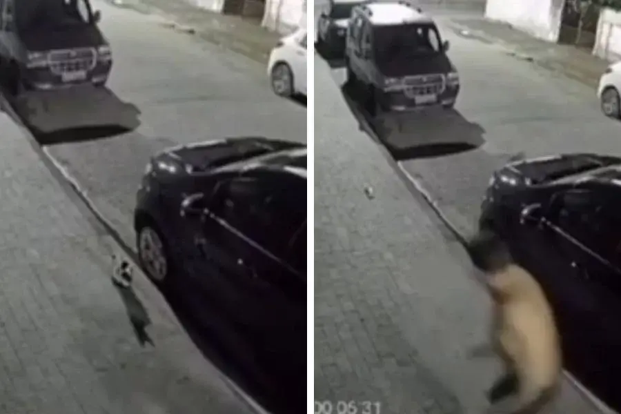 Homem é flagrado atirando chinelo em gato após ameaçar vizinho em Guarujá; VÍDEO