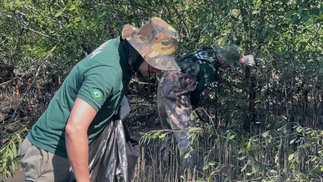 Mais de 700 árvores de espécie invasora são removidas de manguezais no litoral de SP