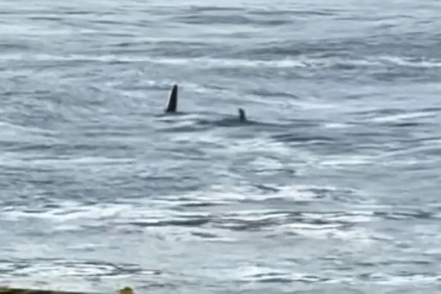 Tubarão é flagrado perto de crianças em praia de Guarujá