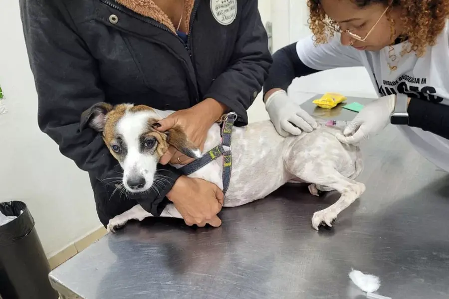 Guarujá disponibiliza vacinas antirrábicas para cães e gatos na Unidade de Zoonoses