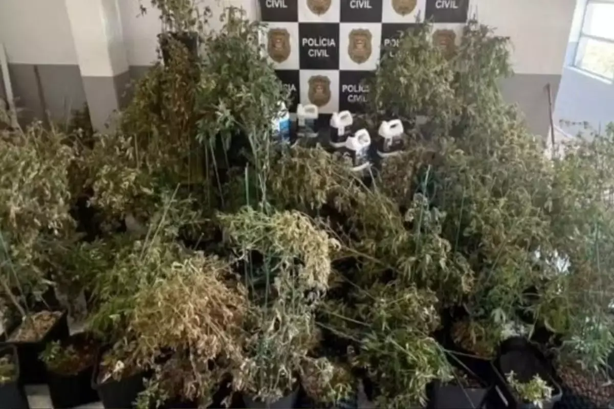 Casal perde casa de luxo na Ponta da Praia, em Santos, por ter plantação de maconha no imóvel no litoral de São Paulo