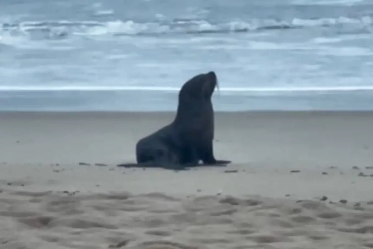 Lobo-marinho é resgatado na Praia do Tombo, em Guarujá; VÍDEO