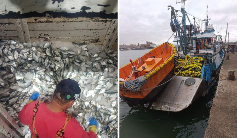 Pescadores são multados em R$ 1,8 milhão por pesca irregular em Guarujá