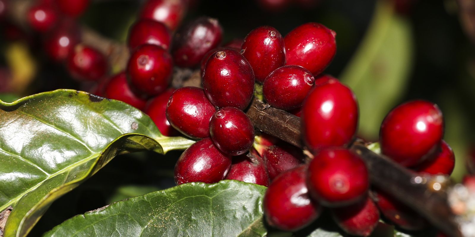 Tarifas dos Estados Unidos: produtos brasileiros como aeronaves, petróleo e café ficam isentos