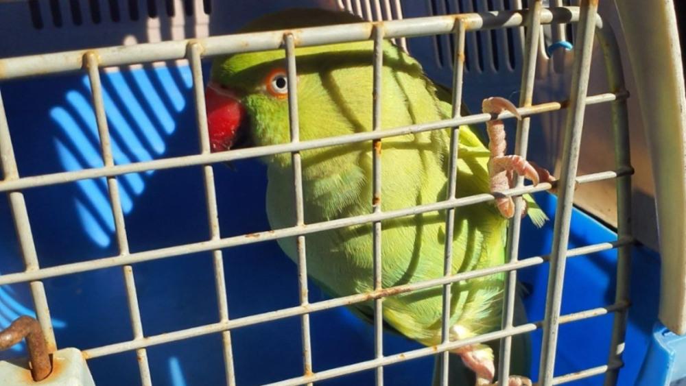 Ave exótica é resgatada em São Vicente após ser encontrada na rua