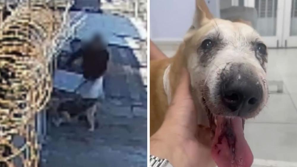 Família pede ajuda para tratar cadela atacada por cachorro em Guarujá