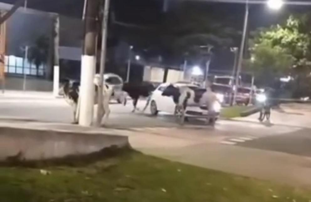 Gado bovino para trânsito e defeca em avenida de Guarujá; VÍDEO