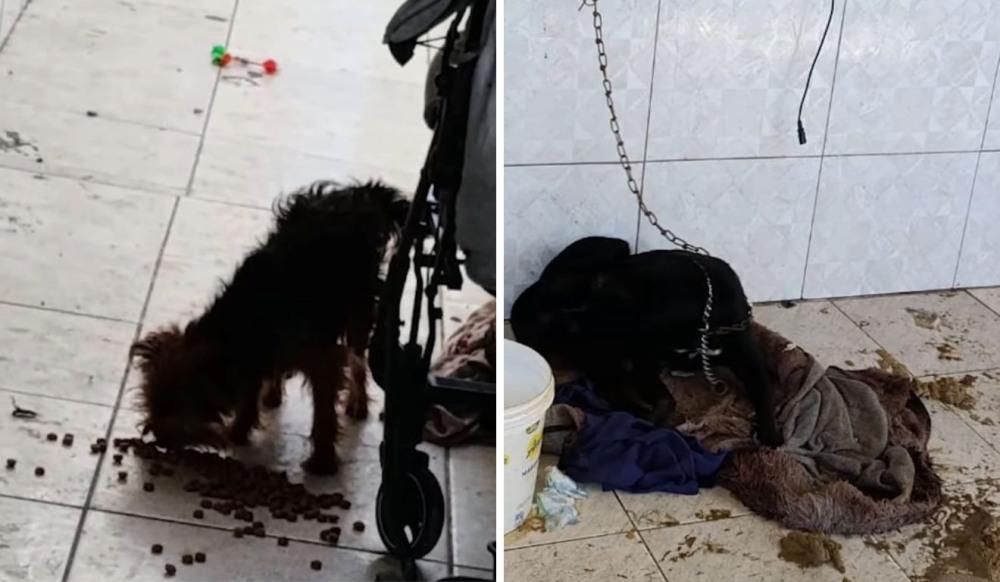Mulher é presa por maus-tratos a animais em Guarujá