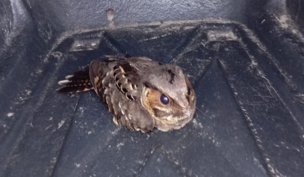 Animais silvestres debilitados são resgatados em Bertioga