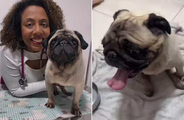 Cachorro recebe o nome de 'Caçamba' após ser encontrado dentro de lixo no litoral de SP