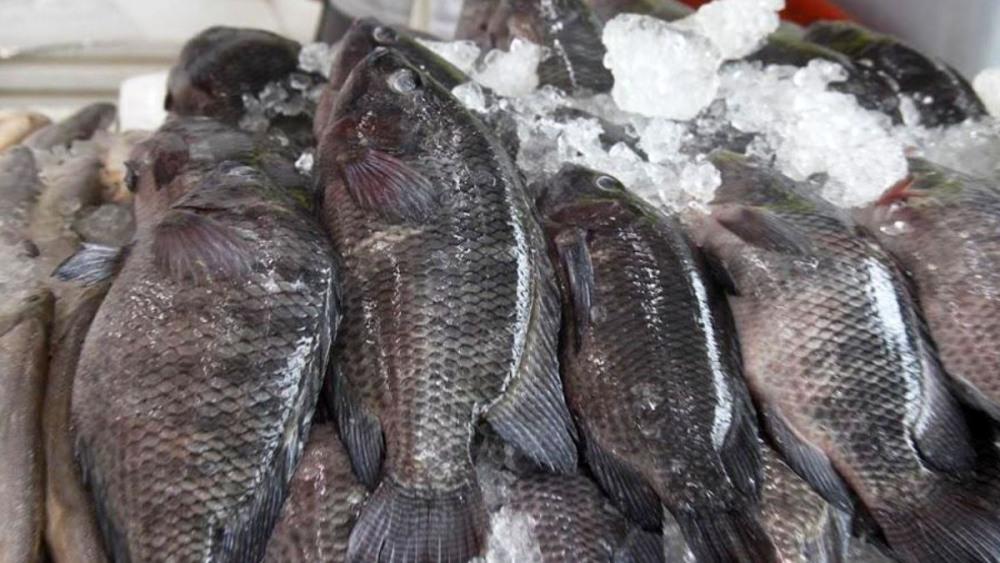 Festival da Tilápia oferece pescado a partir de R$ 15,99 em Santos