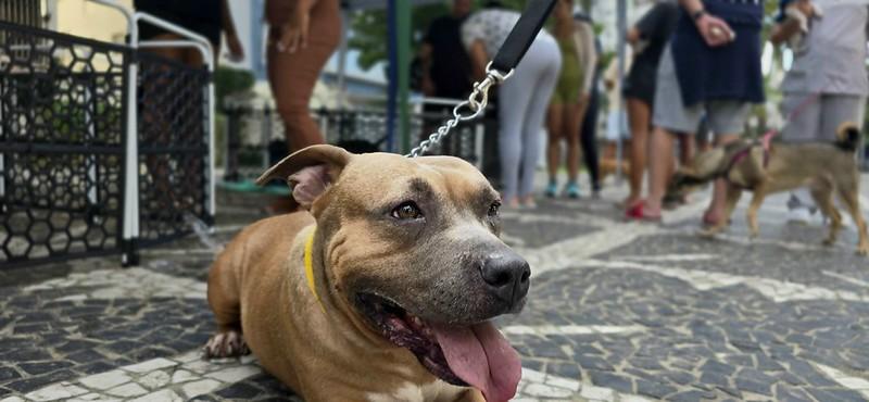 Guarujá promove feira de adoção de animais no Shopping La Plage neste sábado (29)