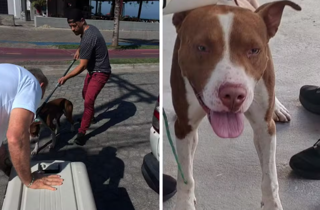 Menino de 7 anos é atacado por cão em praça e leva pontos no joelho no litoral de SP