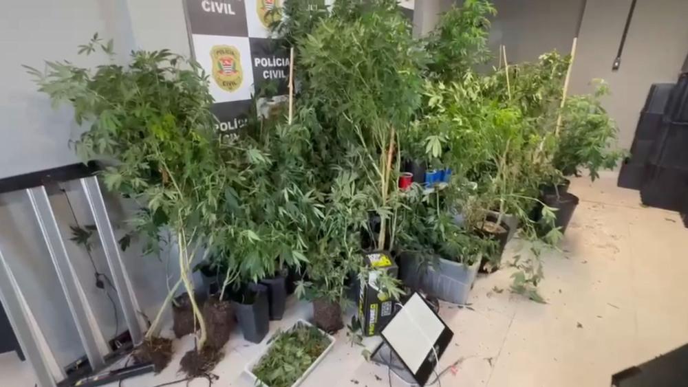 Plantação com 125 pés de 