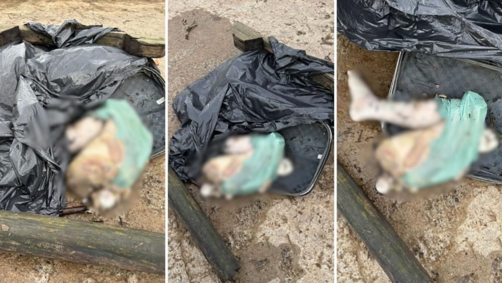 Mala com duas pernas é trazida pela maré até marina de São Vicente; VÍDEO
