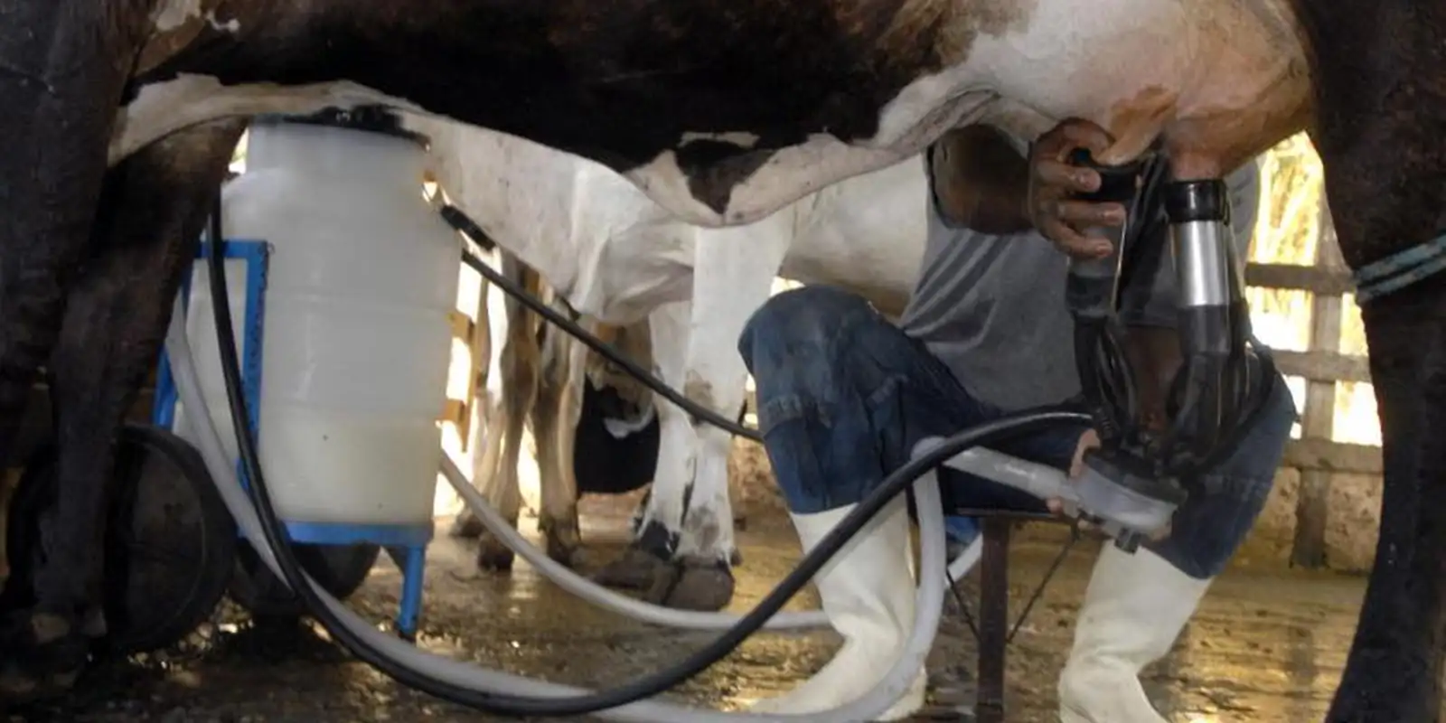 Mesmo com menos vacas, produção de leite bate recorde histórico no país