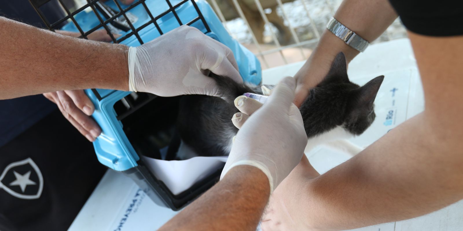 Rio de Janeiro confirma caso de raiva canina após contato com morcego