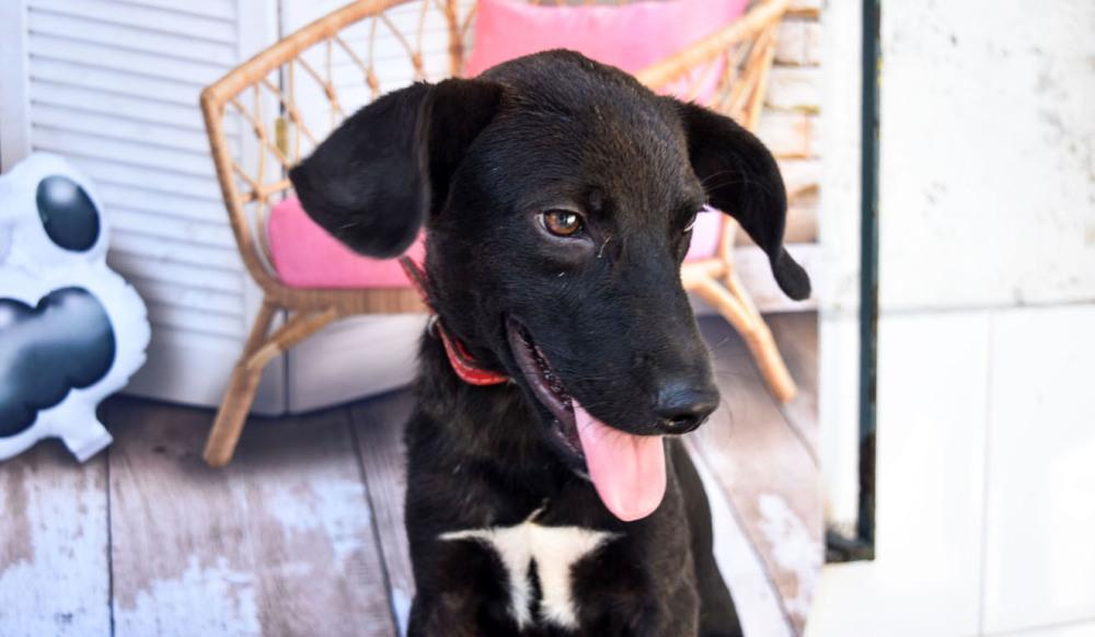 São Vicente resgata mais de 200 animais abandonados das ruas neste ano