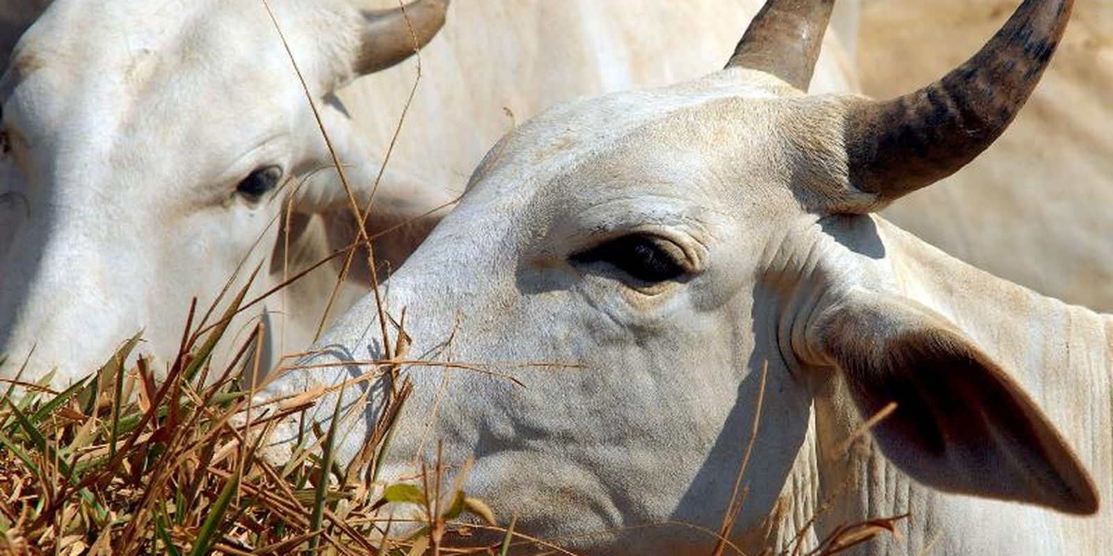 Carne bovina do Brasil enfrenta tarifa de 67% na China
