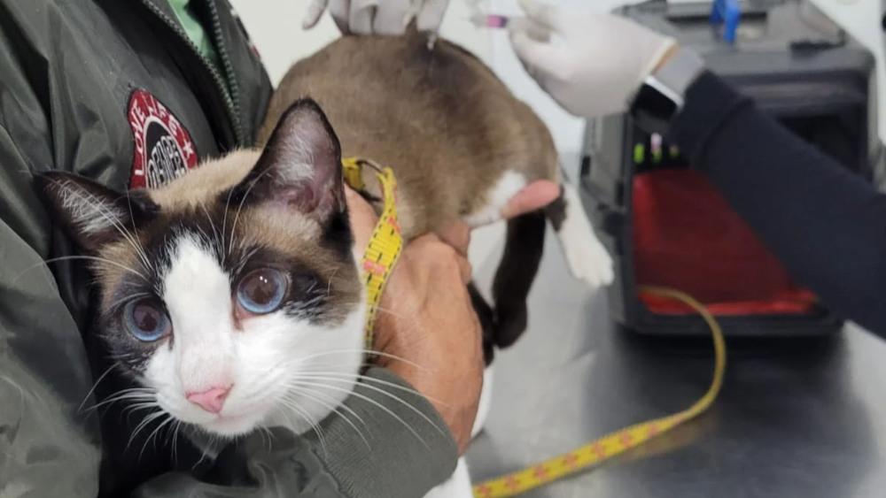 Guarujá oferece avaliação veterinária e vacinação antirrábica em ação gratuita
