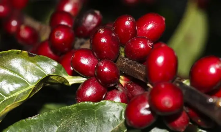 Tarifas dos Estados Unidos: produtos brasileiros como aeronaves, petróleo e café ficam isentos