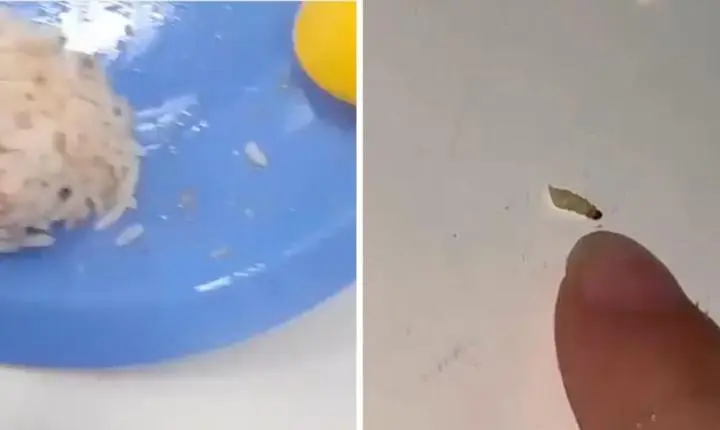 Alunos encontram larvas em merenda de escola estadual em Guarujá; VÍDEO