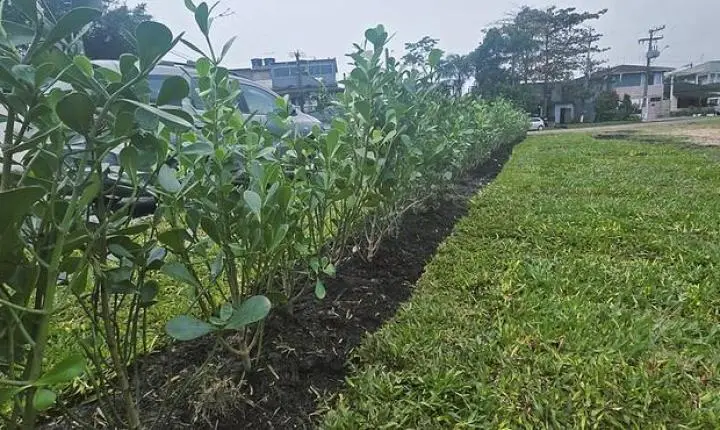 Antigo local de descarte irregular de lixo é transformado em área verde na Maré Mansa 