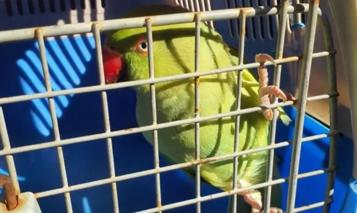 Ave exótica é resgatada em São Vicente após ser encontrada na rua