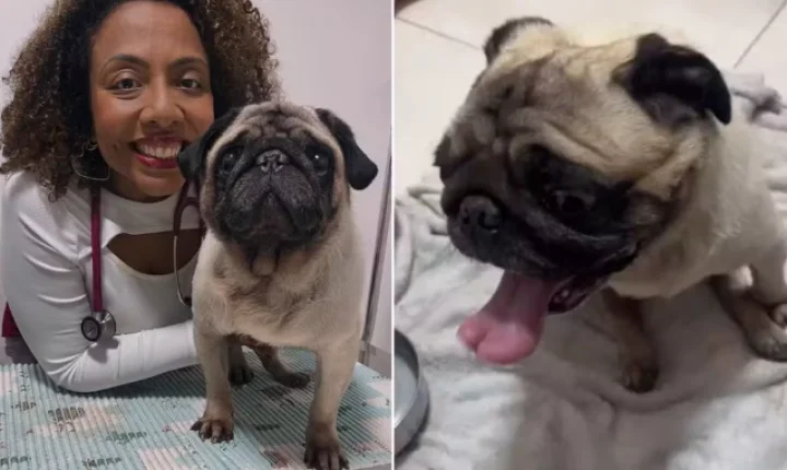 Cachorro recebe o nome de 'Caçamba' após ser encontrado dentro de lixo no litoral de SP
