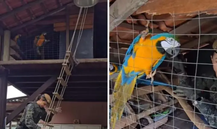 Canto de araras leva PM a apreender seis animais silvestres em Bertioga