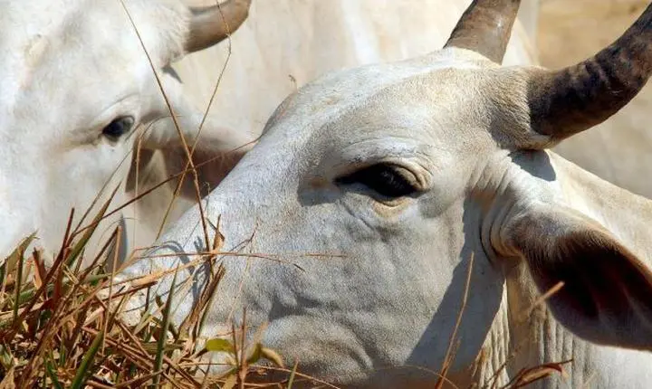 Carne bovina do Brasil enfrenta tarifa de 67% na China