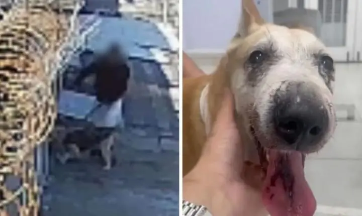 Família pede ajuda para tratar cadela atacada por cachorro em Guarujá