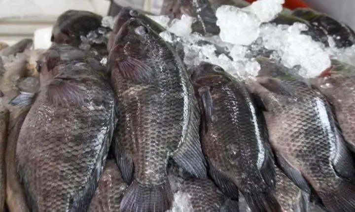 Festival da Tilápia oferece pescado a partir de R$ 15,99 em Santos