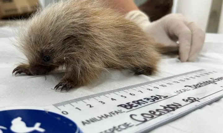 Filhote de ouriço-cacheiro passa por reabilitação após ser resgatado em Bertioga; VÍDEO