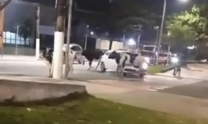Gado bovino para trânsito e defeca em avenida de Guarujá; VÍDEO
