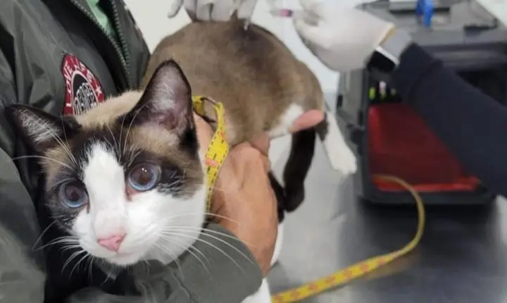 Guarujá oferece avaliação veterinária e vacinação antirrábica em ação gratuita