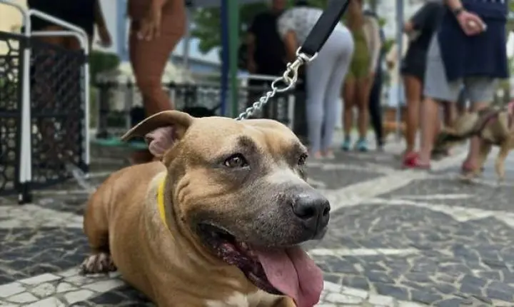 Guarujá promove feira de adoção de animais no Shopping La Plage neste sábado (29)