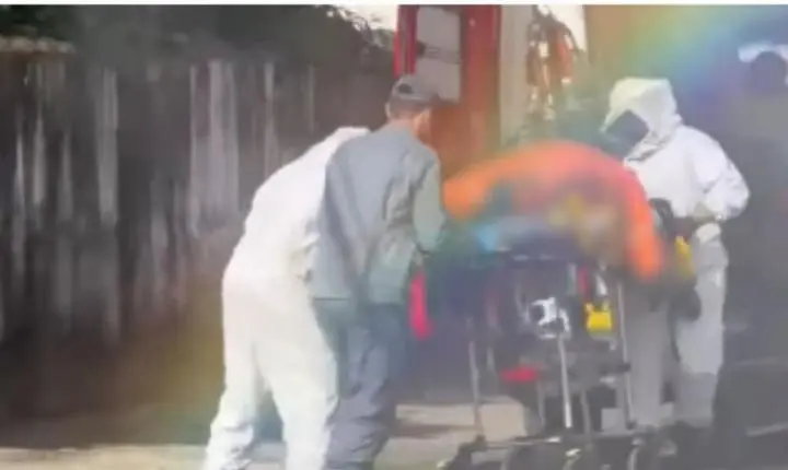Homem morre após ser picado por enxame de abelhas em Guarujá; VÍDEO